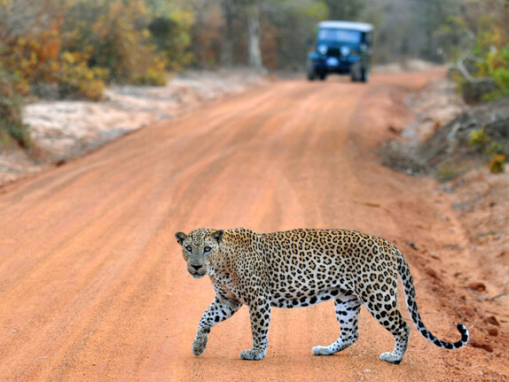 Gamana van — door-to-door private transfers across Sri Lanka